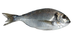 Fish high Aquarium and