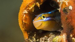 Fish Islands Malaysia