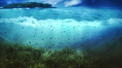 Fish Islands underwater seaweed split-view