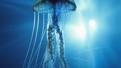 Fish jellyfish underwater electric