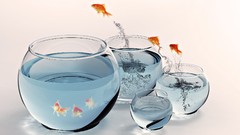 Fish jumping fish bowls