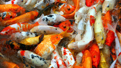 Fish koi Aquarium and