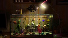 Fish Lamps clocks digital art fish tank