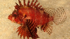 Fish lionfish