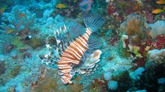 Fish lionfish