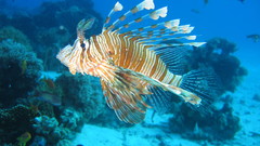 Fish lionfish underwater