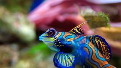 Fish mandarinfish