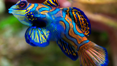 Fish mandarinfish