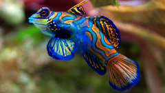 Fish mandarinfish