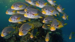 Fish national geographic