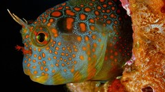 Fish national geographic