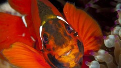 Fish national geographic