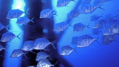 Fish national geographic