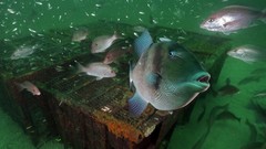 Fish national geographic