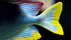 Fish national geographic