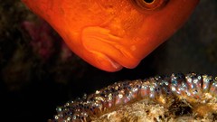 Fish national geographic