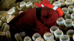 Fish national geographic clownfish