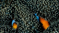 Fish national geographic clownfish