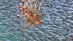 Fish national geographic lionfish