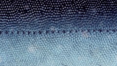 Fish national geographic scales