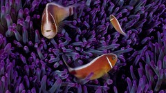 Fish national geographic sea