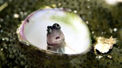 Fish national geographic sea anemones