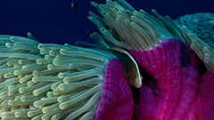 Fish national geographic sea anemones clownfish