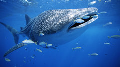 Fish national geographic Sharks