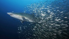 Fish national geographic Sharks