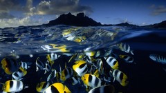 Fish national geographic split-view