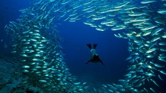 Fish national geographic underwater
