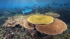 Fish national geographic underwater