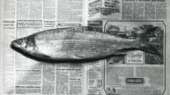 Fish newspapers Aquarium and