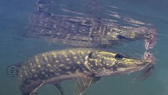 Fish pikes