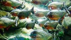 Fish Piranha fish tank