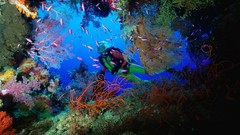 Fish Plants underwater scuba diving