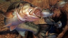 Fish Predators artwork underwater