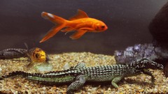 Fish Reptiles
