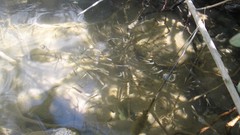 Fish riverside tiddler