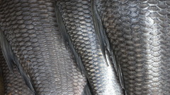 Fish scales