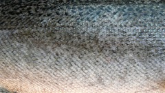 Fish scales macro