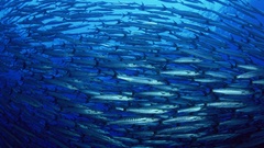 Fish school Aquarium and