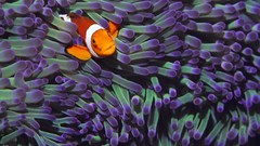 Fish sea anemones clownfish