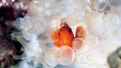 Fish sea anemones clownfish