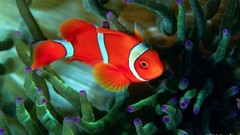 Fish sea anemones clownfish