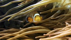 Fish sea anemones clownfish