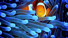 Fish sea anemones clownfish sealife