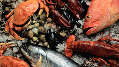 Fish Sea Goodies Food