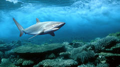 Fish Sharks underwater