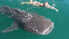 Fish Sharks whale shark